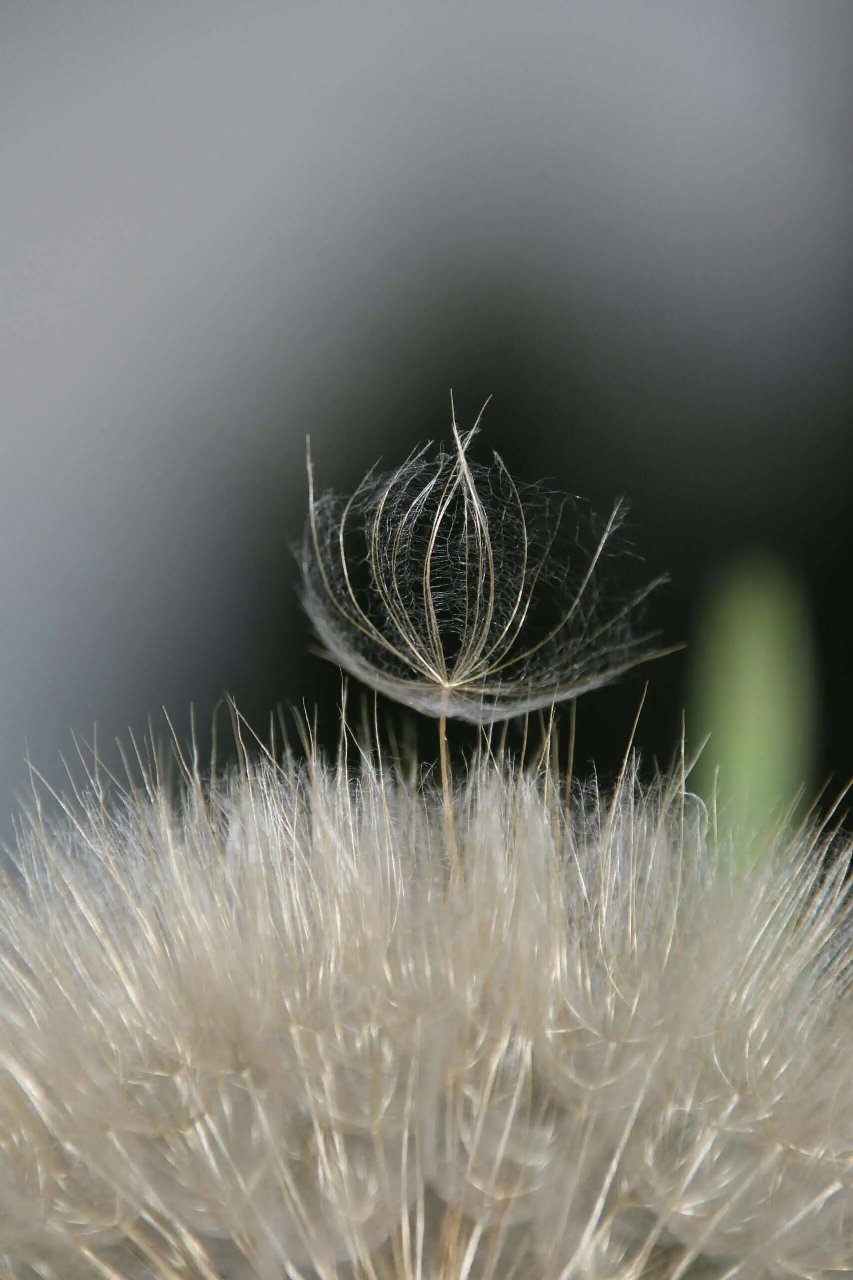druppels-in-gras-1